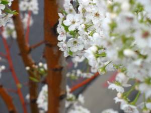 nature spring 2009 053